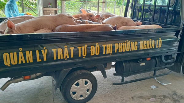 UBND PHƯỜNG NGHĨA LỘ ĐỀ NGHỊ NGƯỜI DÂN THỰC HIỆN NGHIÊM QUY ĐỊNH PHÒNG CHỐNG DỊCH TẢ LỢN CHÂU PHI